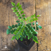 1 Curryblatt Baum | Murraya Koenigii | Aus Samen gezogen | Selten in der EU | Indische & Sri Lankische Zimmerpflanze | 10-15cm Höhe in 7cm Topf | Curry Pflanze | Bergera Koenigii