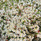 Chamelaucium Uncinatum Balkonpflanzen Frühlingsblumen Zimmerpflanze Immergrüne Blumensamen Gastgeschenk Schnell Wachsende Sträucher Schattenpflanzen Zimmer Zimmerbonsai Schnittblumen 55Samen