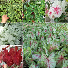 Caladium Heckenpflanzen Indoor Garden Zimmerpflanze, Balkonpflanzen Exotische Ausgefallene Gewächshaus Grünpflanzen Gartenpflanzen Für Draußen, 400Samen