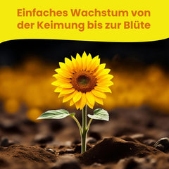 LERAVA® Sonnenblumen Samen Set (4 Sorten) - Riesige gelbe & rote Sonnenblume - Zwerg und Sungold Teddy - Premium Sonnenblumensamen für Garten und Balkon - Blumensamen Geschenk für Hobbygärtner