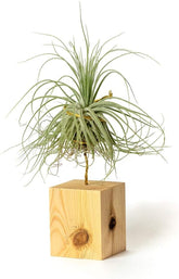Airplant Pflegeleichter Arbeitstisch Zum Dekorieren Von Zimmerpflanzen (Tillandsia Magnusiana) (X3 Verschiedene)