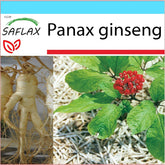 SAFLAX - Geschenk Set - Heilpflanzen - Echter Koreanischer Ginseng - 10 Samen - Mit Geschenk- / Versandbox, Versandaufkleber, Geschenkkarte Und Anzuchtsubstrat - Panax Ginseng