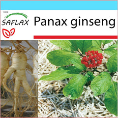 SAFLAX - Geschenk Set - Heilpflanzen - Echter Koreanischer Ginseng - 10 Samen - Mit Geschenk- / Versandbox, Versandaufkleber, Geschenkkarte Und Anzuchtsubstrat - Panax Ginseng