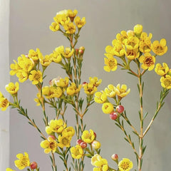 Chamelaucium Uncinatum Balkonpflanzen Frühlingsblumen Minigarten Für Sonnige Plätze Garten Baumsamen Bonsai Exotische Bio Grünpflanzen Schattenpflanzen Zimmer Hecken Sträucher 100Samen