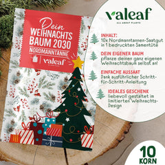 Brad de Crăciun 2030 - Semințe de brad Nordmann pentru plantarea unui brad de Crăciun, ideal ca și cadou de Crăciun Secret Santa