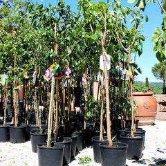 Regina Pflaumen Claudia Gialla - Obstpflanze Alte Frucht Auf Blumentopf 20 - Baum Max 170 Cm – 2 Jahre Anbau Italien