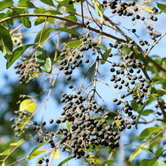 Liguster Heckenpflanzen Topfpflanzen Balkonpflanzen Liguster Immergrüner Heckenpflanzen Pflanzensamen Bodendecker Gartenblumen Sträucher Winterhart Blühend Seltene Gartendeko Für 160Samen
