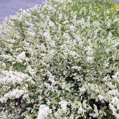 Liguster, Ligustersamen Winterharte Garten Deko Liguster Gartenblumen Sträucher Winterhart Blühend Schnell Wachsende Sträucher Gartenpflanzen Winterhart Mehrjährig Garten Bonsai Herbst 400Samen