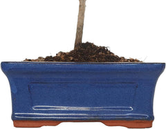 KENTIS - Myrten Bonsai Baum Echt Für Draußen - Myrtus Communis Gartenbonsai - Balkon Pflanzen - H 20/25 Cm Topf 16 Cm (Myrten Bonsai, Topf 16 Cm)