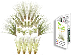 Tillandsien 24Er-Mix, Tillandsia, Bromeliengewächs