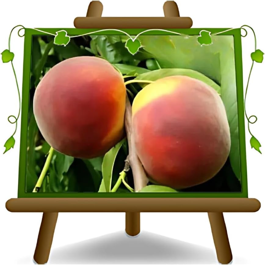 Pfirsiche Mit Gelbem Fleisch Fayette - Obstpflanze Alte Frucht Auf Blumentopf 26 Innestata Su Portainnesto - Baum Max 120 Cm - 4 Jahre Anbau Italien
