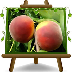 Pfirsiche Mit Gelbem Fleisch Fayette - Obstpflanze Alte Frucht Auf Blumentopf 26 Innestata Su Portainnesto - Baum Max 120 Cm - 4 Jahre Anbau Italien