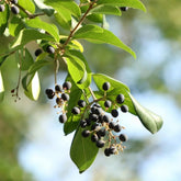 Liguster Heckenpflanzen Topfpflanzen Balkonpflanzen Liguster Immergrüner Heckenpflanzen Pflanzensamen Bodendecker Gartenblumen Sträucher Winterhart Blühend Seltene Gartendeko Für 160Samen