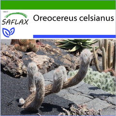 SAFLAX - Kakteen - Alter Mann Der Anden - 40 Samen - Mit Keimfreiem Anzuchtsubstrat - Oreocereus Celsianus