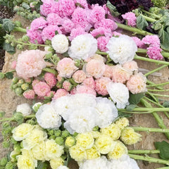 Stockrose - Stockrosensamen Kletterpflanzen Steingartenpflanzen Stockrosen Frühlingsblume Winterharte Kübelpflanzen Seltene Zimmerpflanzen Bodendecker Blumensamen Mehrjährig Winterhart 400Samen