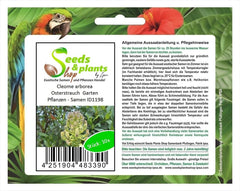 Stk - 10X Cleome Arborea Strauch Garten Pflanzen - Samen ID1198 -