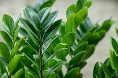 Bloomique | Smaragdpalme Für 2 Stück - Zamioculcas - Zimmerpflanze Im Scheitel ⌀17 Cm - Höhe 60 Cm