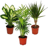 Exotenherz Zimmerpflanzen-Mix II 3Er Set, 1X Dieffenbachia, 1X Chamaedorea (Bergpalme) 1X Dracena Marginata (Drachenbaum), 10-12Cm Topf