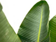Trendyplants - Strelitzia Augusta - Paradiesvogelblume - Zimmerpflanze - Höhe 150-170 Cm - Topfgröße Ø28Cm
