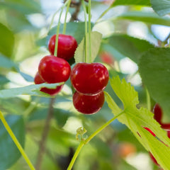 Sauerkirschbaum Visciola Di Ancona – Alte Sorte, Obstpflanze Im Topf Ø 20 Cm — Höhe 150-170 Cm, Alter: 2 Jahre — Selbstfruchtend — Italienische Baumschule