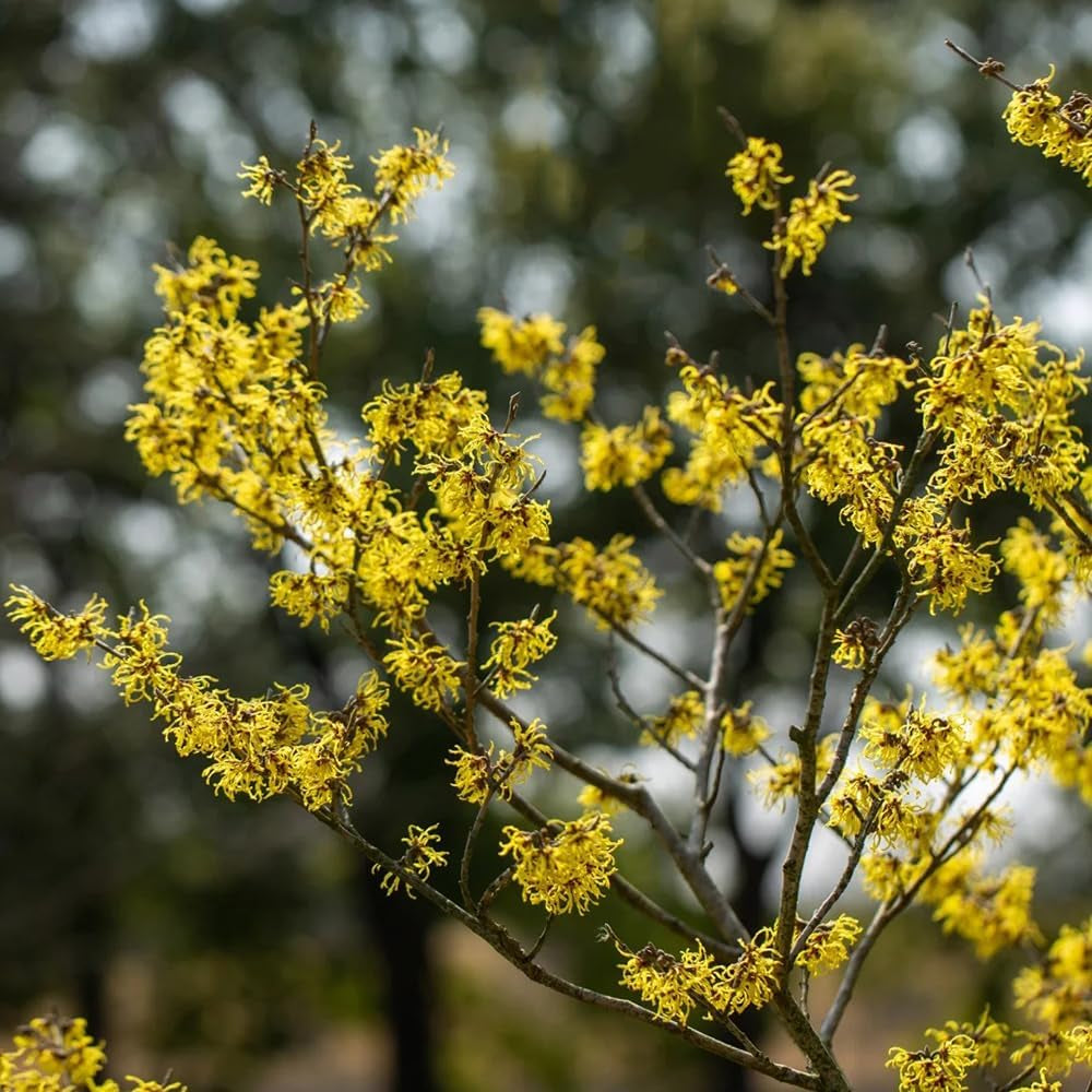 Zaubernuss, Zaubernuss Strauch, Für Sonnige Plätze Hamamelis Mollis, Exotische Gartendeko Für Draußen Balkonpflanzen Winterhart Mehrjährig Herbstblumen 200Samen