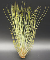 Tillandsien, Tillandsia Festucoides, Bromeliengewächs