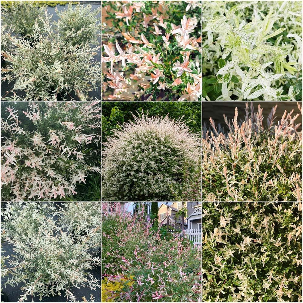 Harlekinweide Stämmchen Exotisch Stauden Winterhart Mehrjährig, Pflanzensamen Heckenpflanzen Hakuro Blumensamen Zierblumen Hecken Sträucher Winterhart 30Samen
