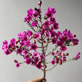 Chamelaucium Uncinatum - Balkonpflanzen Frühlingsblumen Winterharte Gartenblumen Topfpflanzen Nachhaltige Geschenke Luftreinigende Zimmerpflanzen Garten Baumsamen Bonsai Minigarten Für 300Samen