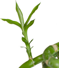 5X Lucky Bamboo Glücksbambus - 50Cm GEDREHT - Spiral in Verschiedenen Groessen - Zimmerbambus Gluecksbambus Zimmer Deko Bam Boo Dracaena Sanderiana Zimmerpflanze