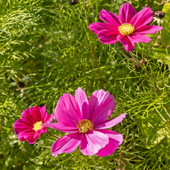 Semințe de Cosmos (Pestrițe): Semințe de Cosmos Premium pentru 100 de plante Cosmos cu flori – Semințe de flori comestibile – Semințe de flori colorate – Semințe de flori sălbatice de la OwnGrown