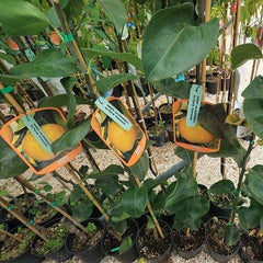 Nashi Shinseik - Obstpflanzen Antik Auf Blumentopf Einer Vase Von 26 - Baum Max 200 Cm – 4 Jahre Anbau Italien
