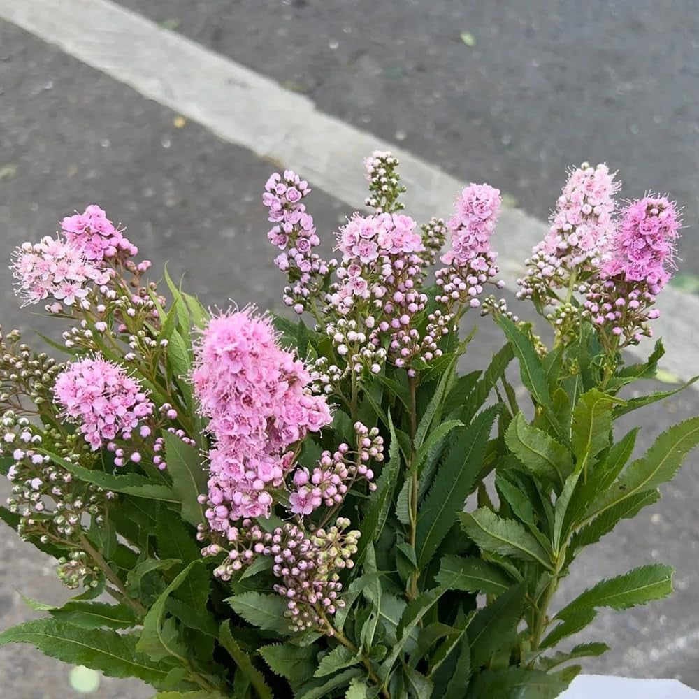 Sorbaria Sorbifolia Winterharte Stauden Hochbeete Für Garten Garten Blumenwiese Pflanztopf Balkonblumen Blumensamen Dachbegrünung Immergrüne Kübelpflanze 200Samen