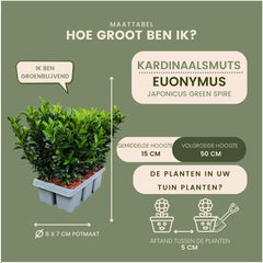 Plants by Frank | 48 Grüne Spindelstrauch Heckenpflanzen | Euonymus Japonicus 'Green Spire' | Japanischer Spindelstrauch | Buchsbaum Ersatz | Winterhart | Immergrüne Hecke | Gartenpflanzen