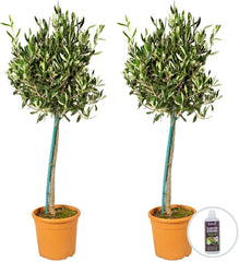Bloomique - 2Er-Set - Olea Europaea - Olivenbaum Auf Stamm - Gartenpflanzen - Winterhart - Inklusive Pflanzennahrung - 80-100 Cm Hoch - Topf 19 Cm