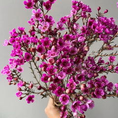 Chamelaucium Uncinatum - Balkonpflanzen Frühlingsblumen Winterharte Gartenblumen Topfpflanzen Nachhaltige Geschenke Luftreinigende Zimmerpflanzen Garten Baumsamen Bonsai Minigarten Für 300Samen