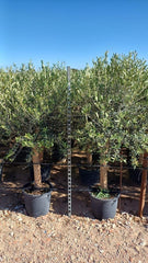 Sunny Tree Olivenbaum Olive '25 Jahre' 160 Cm, A+ Qualität, Winterhart, Olea Lechin Winterhart -18