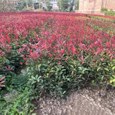 Rote Glanzmispelsamen, Red Robinsamen, Blumensamen Balkon Bodendecker Winterhart Exotische Kübelpflanzen 150Pcs