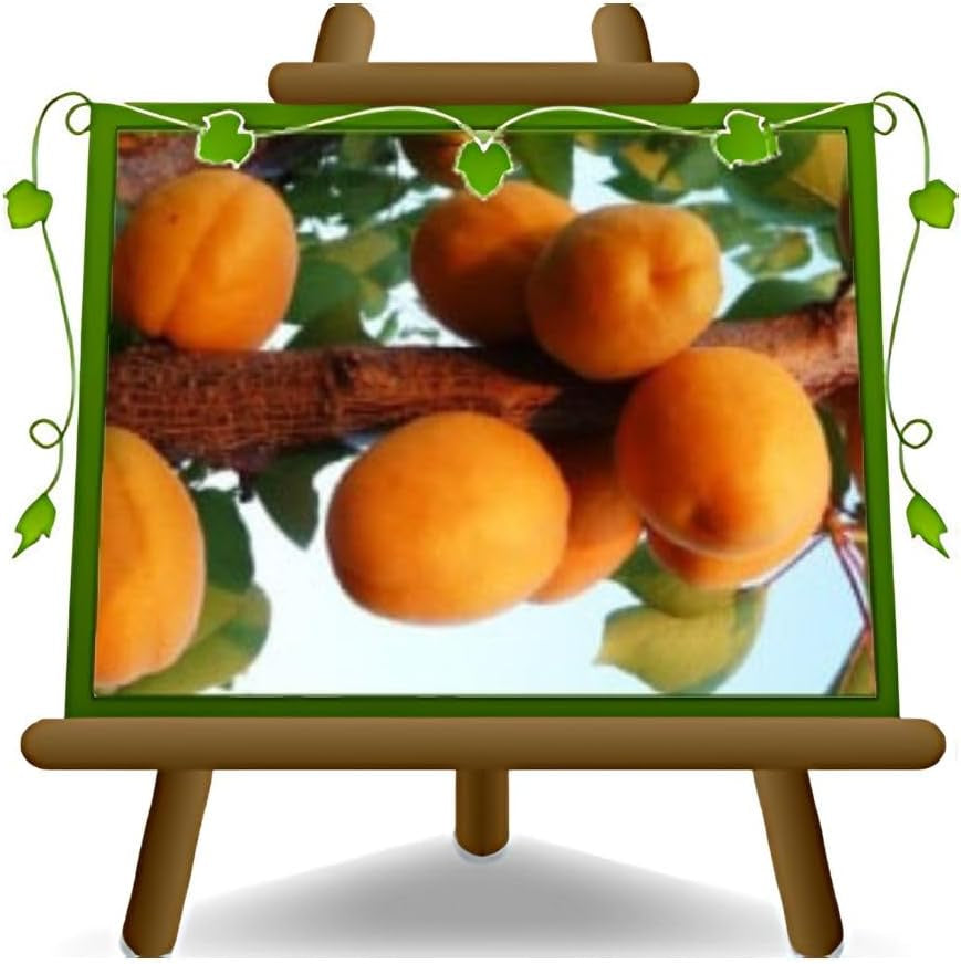 Sungiant Aprikosen - Obstpflanze Auf Blumentopf 20 - Baum Max 170 Cm – 2 Jahre Anbau Italien