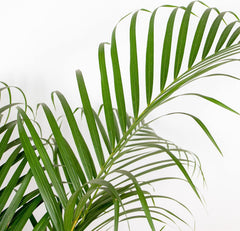 Bloomique - Dypsis Lutescens - Goldfruchtpalme - Areca Palme - Zimmerpflanzen Groß - Pflegeleicht - Haustierfreundlich - Höhe 100-120 Cm - Topf 21 Cm