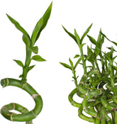 5X Lucky Bamboo Glücksbambus - 50Cm GEDREHT - Spiral in Verschiedenen Groessen - Zimmerbambus Gluecksbambus Zimmer Deko Bam Boo Dracaena Sanderiana Zimmerpflanze