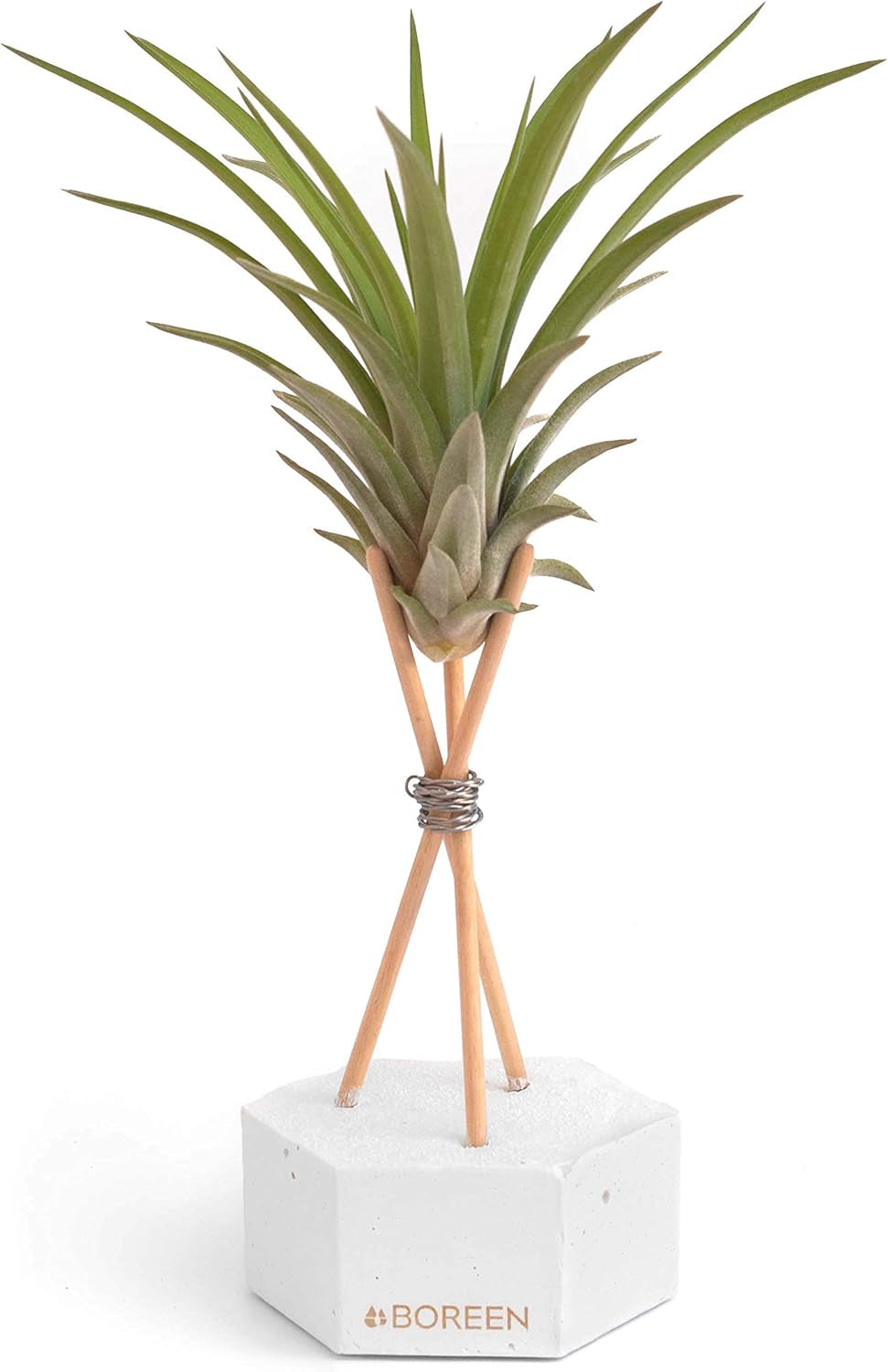 - Luftpflanzen Tillandsia Vel Mit Dekorativer Schreibtischhalterung (Hex. Weißer Zement Mit Holzstäben)