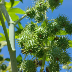 Rizinus, Exotische Gartenpflanzen Rizinussamen, Heilkräuter Kräuterpflanzen Kräutersamen, Gartenkräuter Nachhaltige Geschenke Topfpflanzen 300Samen