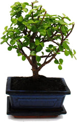 Exotenherz - Bonsai - Portulacaria Afra - Jadebaum - Afrikanischer Elefantenbaum - Ca. 4-5 Jahre - Kugelform