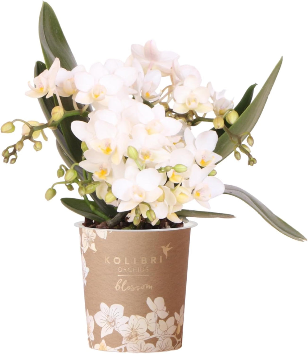 Kolibri Orchids | Weiße Phalaenopsis Orchidee - Nazaré - Topfgröße Ø9Cm | Blühende Zimmerpflanze - Frisch Vom Züchter