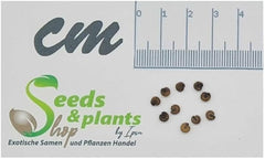 Stk - 10X Cleome Arborea Strauch Garten Pflanzen - Samen ID1198 -