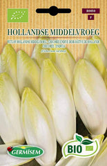 Chicorée HOLLANDSE MIDDELVROEG