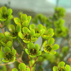 Chamelaucium Uncinatum - Zimmerpflanze Immergrüne Winterharte Gartenblumen Ausgefallene Geschenke Schattenpflanzen Zimmer Balkonpflanzen Frühlingsblumen Garten Baumsamen Bonsai 200Samen