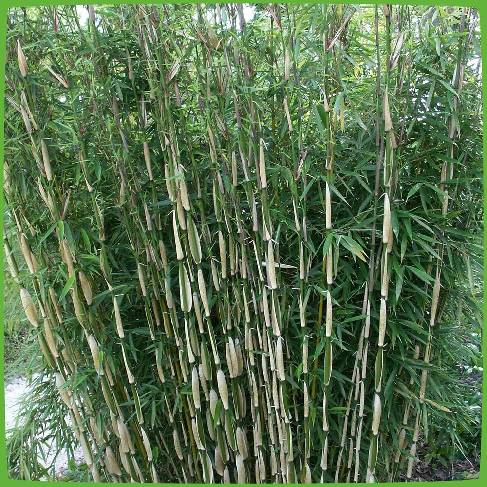 Horstbildender Bambus "Pingwu" (Fargesia Robusta) - Winterharte Bambus-Pflanze Ohne Ausläufer Von Garten Schlüter