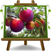 Fortune Pflaumen - Obstpflanze Auf Blumentopf 26 - Baum Max 200 Cm - 4 Jahre Anbau Italien