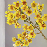 Chamelaucium Uncinatum - Balkonpflanzen Frühlingsblumen Exotische Bio Grünpflanzen Zimmerpflanze Immergrüne Ausgefallene Geschenke Schnell Wachsende Sträucher Hecken Sträucher 100Samen